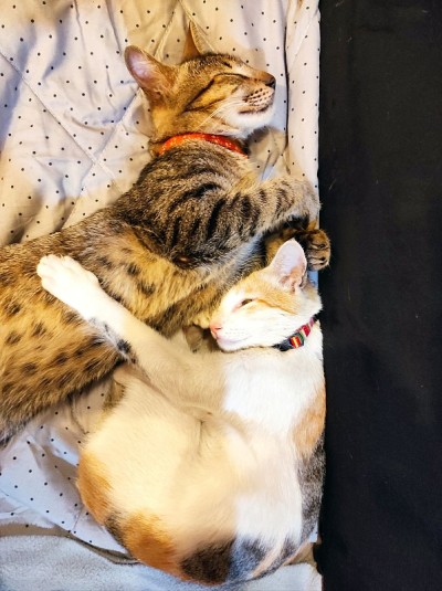 两只可爱的小猫又睡又抱