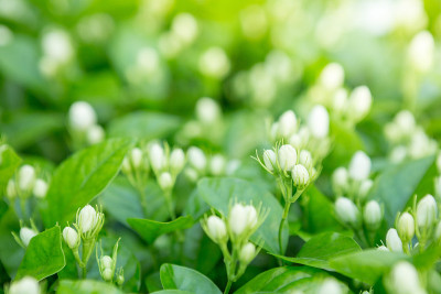 选择焦点茉莉花蕾花园与阳光