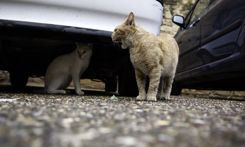 猫在车下