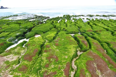 新北市石门区老美绿礁，带季节性藻类的火山岩，