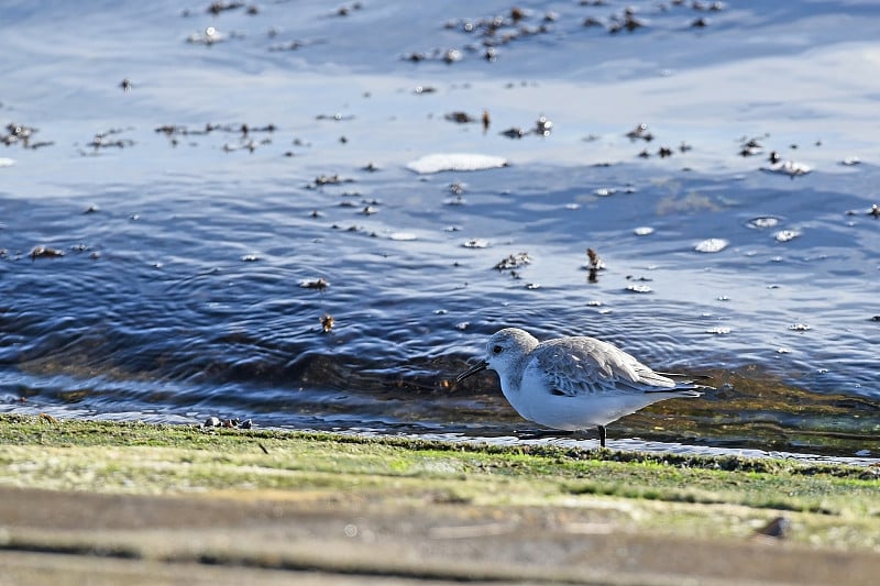 冬季羽毛在湖岸觅食的白鲑(Calidris alba)