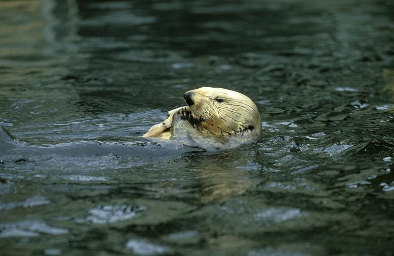 海獭，水獭，成年食鱼
