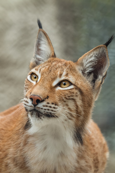 猞猁、特写肖像。野生动物