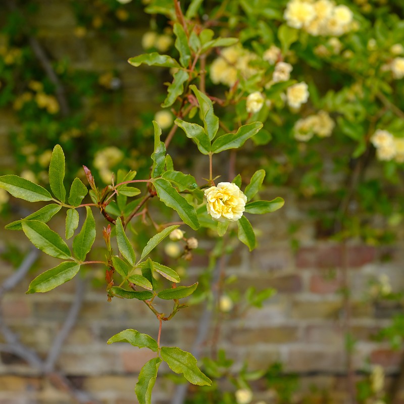 小黄玫瑰(Rosa banksiae ' Lutea ')