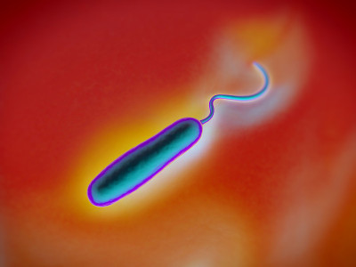 Gram-negative rod-shaped bacteria