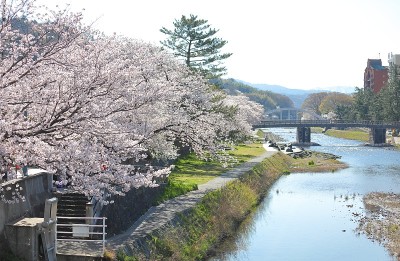 日本金泽的樱花风景