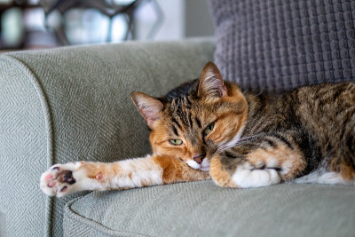 在绿色沙发上睡觉的虎斑猫