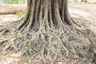 缅甸亚洲Mrauk U的树