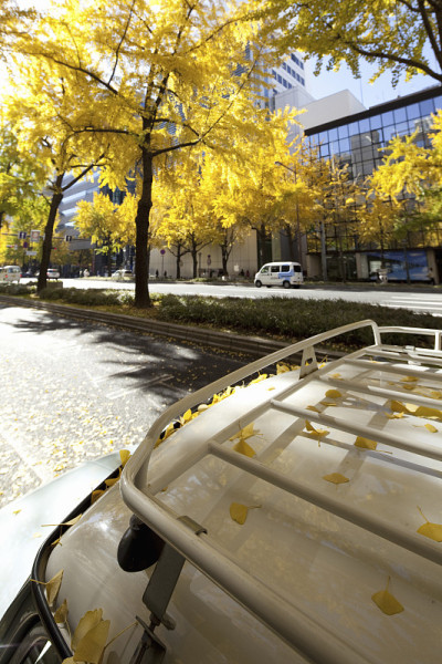 Mido-autumn