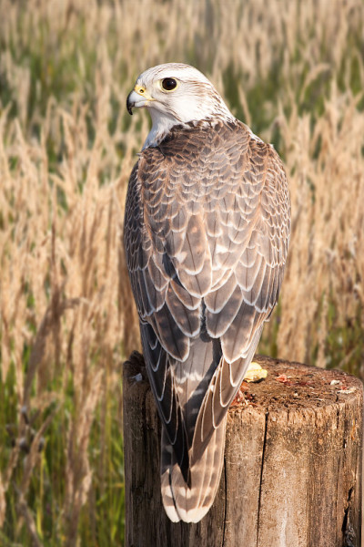 Saker猎鹰(Falco cherrug)