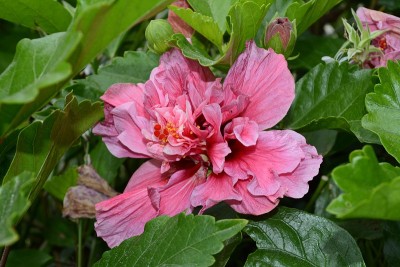 美丽的粉红色芙蓉花