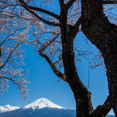 日本富士山上盛开樱花的春天。