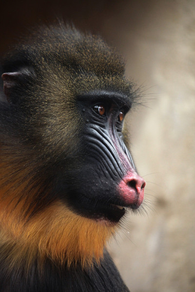山魈(Mandrillus sphinx)。