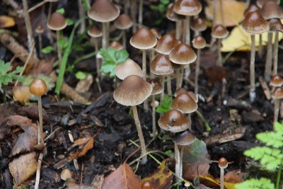 有棕色尖头的Psathyrella conopilus真菌