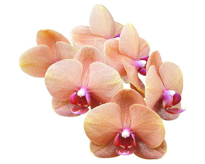 橙色的兰花