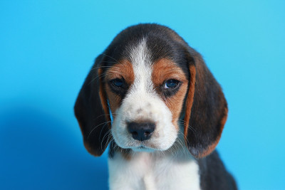 纯种小猎犬幼犬在浅蓝色屏幕上