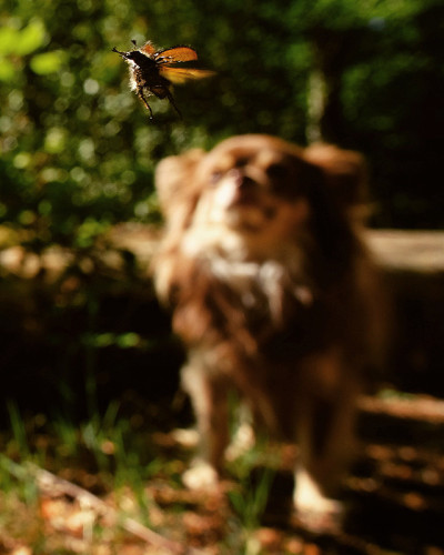 狗