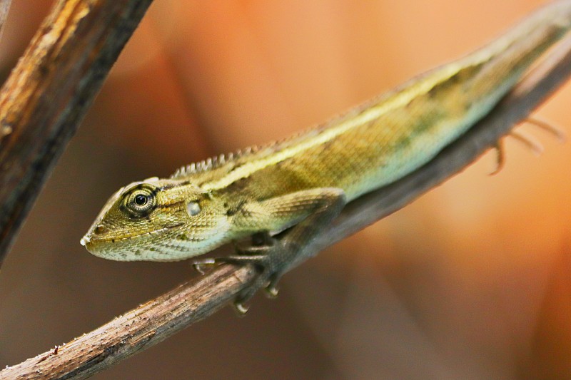 长Bronchocela jubata(变色龙鬃毛)