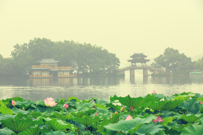 杭州西湖荷花盛开，在中国
