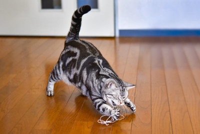 玩电线的猫