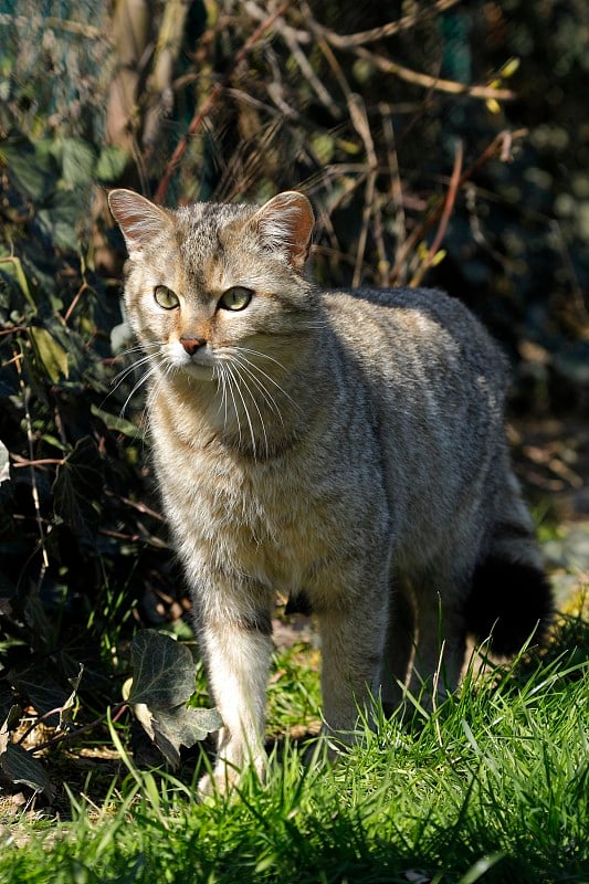 欧洲野猫