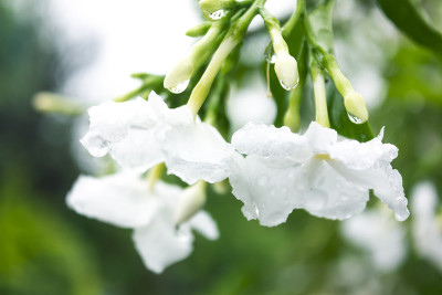 塔贝尔纳埃蒙塔纳迪瓦里卡塔， 克里佩茉莉花，