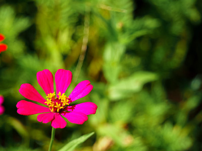 Zinnia花