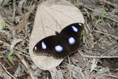 姓名:Danaid eggfly学名:Hypolimnas misippus地理位置:浦那。描述:是