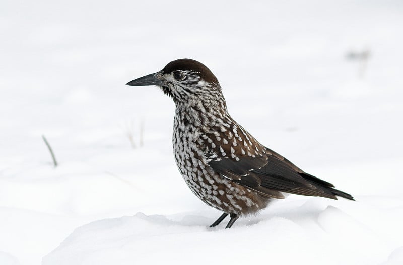 Nucifraga caryocatactes。雪松在冬天是在雪中