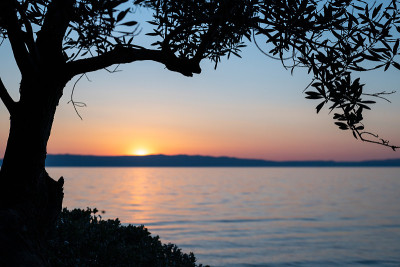 夕阳和海滩上的橄榄枝