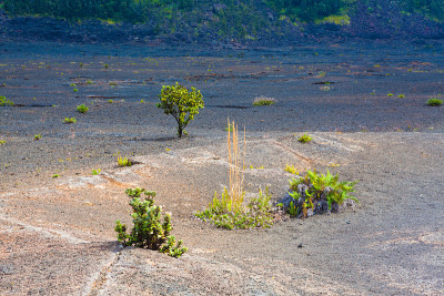 火山口地板