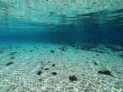 海牛水下