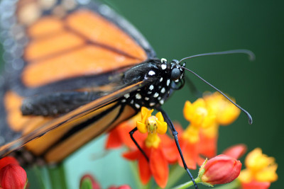 帝王蝶(Danaus Plexippus)