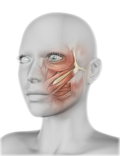3D女性面部与脸颊肌肉