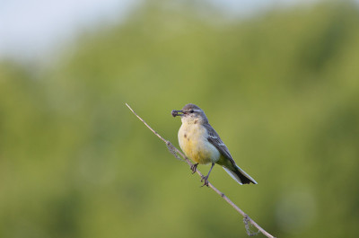 西部黄wagtail(莫塔西拉黄)