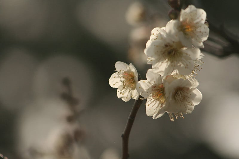 日本名字，Houryukaku第三部分