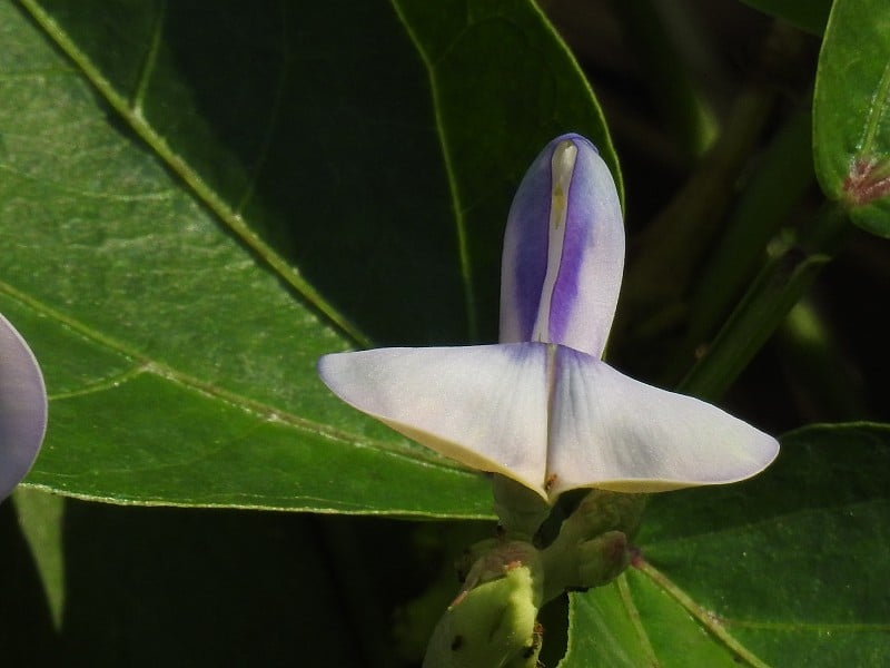 芦笋Bean花