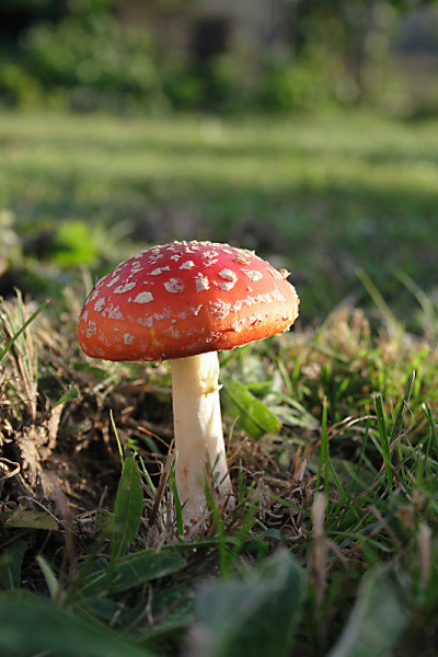 羊肚菌