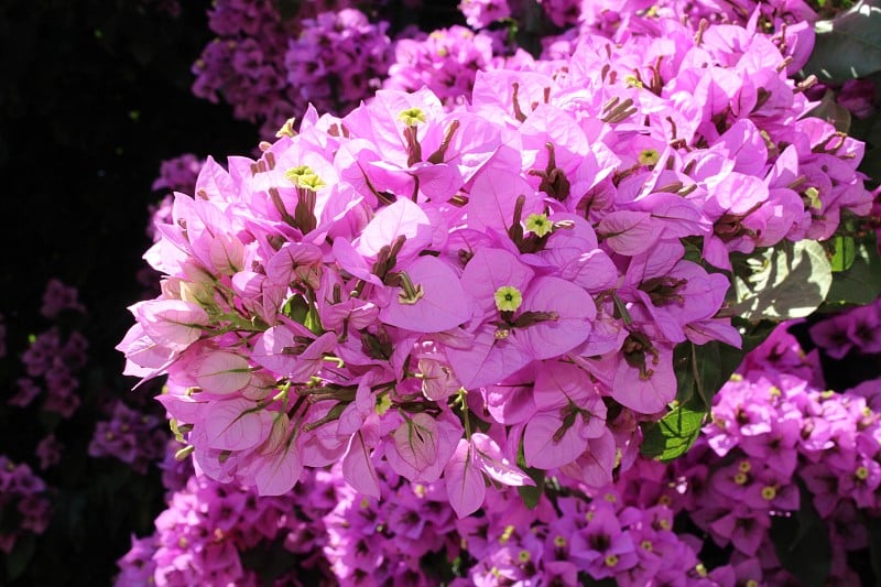 九重葛花，石竹花，美丽的装饰花