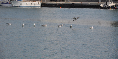 美丽的鸟类欧洲银鸥(Larus argentatus)在自然环境中