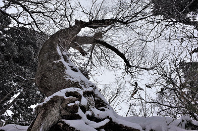 在日本长野，美丽的白雪和雪松林在冬天从下往上看