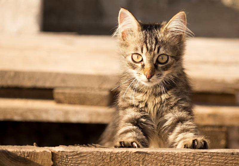 这只猫正在建筑工地上散步