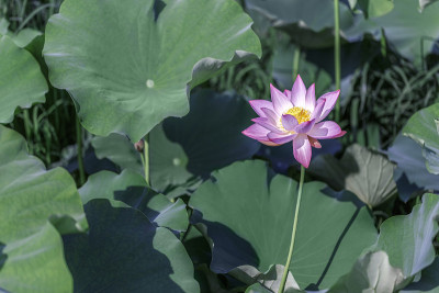 莲花(股票图)