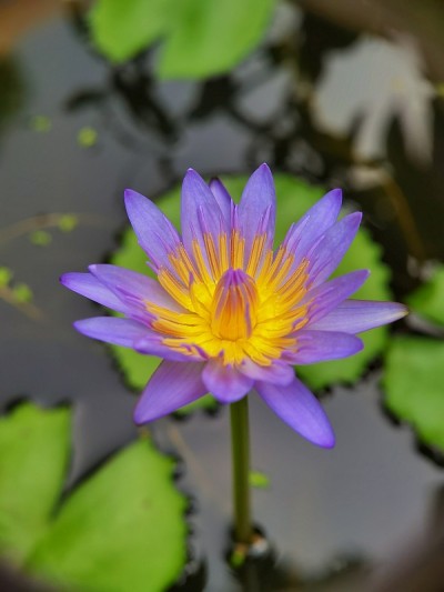 种类的鲜花