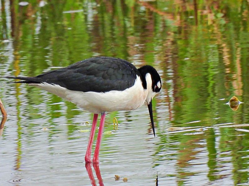 黑颈高跷(Himantopus mexicanus)看着水