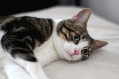 家猫
