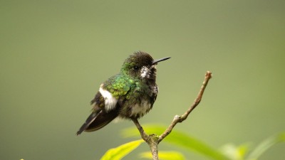绿色thorntail