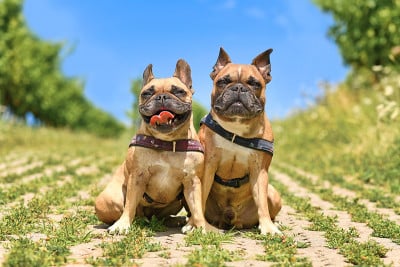 两只法国斗牛犬