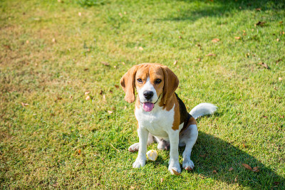 肖像可爱的小猎犬小狗向上看