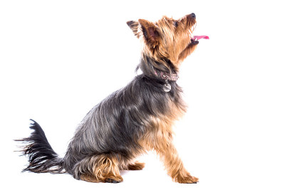 约克郡犬的侧面画像
